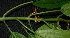  ( - MG_0330_K)  @11 [ ] CreativeCommons - Attribution Non-Commercial Share-Alike (2015) Megawati Herbarium Bogoriense