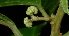  ( - MG_0333_K)  @11 [ ] CreativeCommons - Attribution Non-Commercial Share-Alike (2015) Megawati Herbarium Bogoriense
