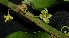  ( - MG_0348_I)  @11 [ ] CreativeCommons - Attribution Non-Commercial Share-Alike (2015) Megawati Herbarium Bogoriense