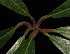  ( - MG_0356_I)  @11 [ ] CreativeCommons - Attribution Non-Commercial Share-Alike (2015) Megawati Herbarium Bogoriense
