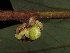  ( - MG_0356_I)  @11 [ ] CreativeCommons - Attribution Non-Commercial Share-Alike (2015) Megawati Herbarium Bogoriense