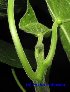 (Endospermum moluccanum - XM_0435)  @11 [ ] CreativeCommons - Attribution Non-Commercial Share-Alike (2012) C Webb, E Setiawan, H Yanto Arnold Arboretum of Harvard University