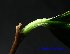  (Alangium villosum subsp warburgianum - XM_0456)  @11 [ ] CreativeCommons - Attribution Non-Commercial Share-Alike (2012) C Webb, E Setiawan, H Yanto Arnold Arboretum of Harvard University