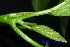  (Dendrocnide ternatensis - XM_0480)  @11 [ ] CreativeCommons - Attribution Non-Commercial Share-Alike (2012) C Webb, E Setiawan, H Yanto Arnold Arboretum of Harvard University