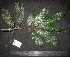  (Aporosa subcaudata - XM_0016_H)  @11 [ ] CreativeCommons - Attribution Non-Commercial Share-Alike (2015) Cam Webb, Endro Setiawan & Hery Yanto Arnold Arboretum of Harvard University