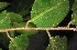  (Shorea parvifolia - XM_0211_M)  @11 [ ] CreativeCommons - Attribution Non-Commercial Share-Alike (2015) Cam Webb, Endro Setiawan & Hery Yanto Arnold Arboretum of Harvard University