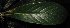  (Beilschmiedia kunstleri - XM_0240_M)  @11 [ ] CreativeCommons - Attribution Non-Commercial Share-Alike (2015) Cam Webb, Endro Setiawan & Hery Yanto Arnold Arboretum of Harvard University