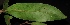  (Ctenolophonaceae - XM_0299_I)  @11 [ ] CreativeCommons - Attribution Non-Commercial Share-Alike (2015) Cam Webb, Endro Setiawan & Hery Yanto Arnold Arboretum of Harvard University