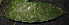  (Vatica pauciflora - XM_0350_I)  @11 [ ] CreativeCommons - Attribution Non-Commercial Share-Alike (2015) Cam Webb, Endro Setiawan & Hery Yanto Arnold Arboretum of Harvard University