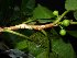  (Ficus glaberrima - XM_0519_K)  @11 [ ] CreativeCommons - Attribution Non-Commercial Share-Alike (2015) Cam Webb, Endro Setiawan & Hery Yanto Arnold Arboretum of Harvard University