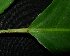  (Croton laevifolius - XM_0696_L)  @11 [ ] CreativeCommons - Attribution Non-Commercial Share-Alike (2015) Cam Webb, Endro Setiawan & Hery Yanto Arnold Arboretum of Harvard University