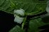  (Strophanthus puberulus - XM_0706_L)  @11 [ ] CreativeCommons - Attribution Non-Commercial Share-Alike (2015) Cam Webb, Endro Setiawan & Hery Yanto Arnold Arboretum of Harvard University