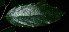  (Cleistanthus sumatranus - XM_0749_L)  @11 [ ] CreativeCommons - Attribution Non-Commercial Share-Alike (2015) Cam Webb, Endro Setiawan & Hery Yanto Arnold Arboretum of Harvard University