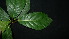  (Ficus septica - XM_0771_L)  @11 [ ] CreativeCommons - Attribution Non-Commercial Share-Alike (2015) Cam Webb, Endro Setiawan & Hery Yanto Arnold Arboretum of Harvard University