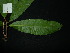  (Elaeocarpus sphaericus - XM_0780_L)  @11 [ ] CreativeCommons - Attribution Non-Commercial Share-Alike (2015) Cam Webb, Endro Setiawan & Hery Yanto Arnold Arboretum of Harvard University