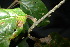  (Cryptocarya vidalii - XM_0840_J)  @11 [ ] CreativeCommons - Attribution Non-Commercial Share-Alike (2015) Cam Webb, Endro Setiawan & Hery Yanto Arnold Arboretum of Harvard University