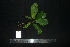  (Elaeocarpus multiflorus - XM_0861_J)  @11 [ ] CreativeCommons - Attribution Non-Commercial Share-Alike (2015) Cam Webb, Endro Setiawan & Hery Yanto Arnold Arboretum of Harvard University