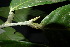  (Polyalthia lateriflora - XM_0867_J)  @11 [ ] CreativeCommons - Attribution Non-Commercial Share-Alike (2015) Cam Webb, Endro Setiawan & Hery Yanto Arnold Arboretum of Harvard University