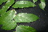  (Pterospermum diversifolium - XM_0884_J)  @11 [ ] CreativeCommons - Attribution Non-Commercial Share-Alike (2015) Cam Webb, Endro Setiawan & Hery Yanto Arnold Arboretum of Harvard University