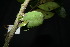  (Diospyros minahassae - XM_0983_H)  @11 [ ] CreativeCommons - Attribution Non-Commercial Share-Alike (2015) Cam Webb, Endro Setiawan & Hery Yanto Arnold Arboretum of Harvard University