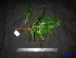  (Barringtonia pendula - XM_0102)  @11 [ ] CreativeCommons - Attribution Non-Commercial Share-Alike (2011) Cam Webb, Endro Setiawan & Hery Yanto Unspecified