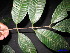  (Syzygium cf. arceolatum - XM_0109)  @11 [ ] CreativeCommons - Attribution Non-Commercial Share-Alike (2011) Cam Webb, Endro Setiawan & Hery Yanto Unspecified