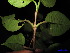  (Garcinia forbesii - XM_0113)  @11 [ ] CreativeCommons - Attribution Non-Commercial Share-Alike (2011) Cam Webb, Endro Setiawan & Hery Yanto Unspecified