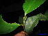 (Anacolosa frutescens - XM_0178)  @13 [ ] CreativeCommons - Attribution Non-Commercial Share-Alike (2011) Cam Webb, Endro Setiawan & Hery Yanto Unspecified