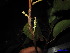  (Elaeocarpus floribundus - XM_0213)  @11 [ ] CreativeCommons - Attribution Non-Commercial Share-Alike (2011) Cam Webb, Endro Setiawan & Hery Yanto Unspecified