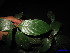  (Cryptocarya bicolor - XM_0230)  @11 [ ] CreativeCommons - Attribution Non-Commercial Share-Alike (2011) Cam Webb, Endro Setiawan & Hery Yanto Unspecified