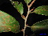  (Gymnacranthera contracta - XM_0234)  @11 [ ] CreativeCommons - Attribution Non-Commercial Share-Alike (2011) Cam Webb, Endro Setiawan & Hery Yanto Unspecified