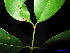  (Garcinia rigida - XM_0244)  @11 [ ] CreativeCommons - Attribution Non-Commercial Share-Alike (2011) Cam Webb, Endro Setiawan & Hery Yanto Unspecified