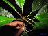  (Dyera polyphylla - XM_0256)  @13 [ ] CreativeCommons - Attribution Non-Commercial Share-Alike (2011) Cam Webb, Endro Setiawan & Hery Yanto Unspecified