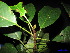  (Bhesa paniculata - XM_0259)  @11 [ ] CreativeCommons - Attribution Non-Commercial Share-Alike (2011) Cam Webb, Endro Setiawan & Hery Yanto Unspecified
