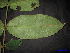  (Urophyllum polyneurum - XM_0031)  @11 [ ] CreativeCommons - Attribution Non-Commercial Share-Alike (2011) Cam Webb, Endro Setiawan & Hery Yanto Unspecified