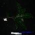  (Teijsmanniodendron hollrungii - XM_0622)  @11 [ ] CreativeCommons - Attribution Non-Commercial Share-Alike (2013) Cam Webb, Endro Setiawan & Hery Yanto Arnold Arboretum of Harvard University