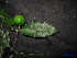  (Garcinia dioica - XM_0007)  @11 [ ] CreativeCommons - Attribution Non-Commercial Share-Alike (2011) Cam Webb, Endro Setiawan & Hery Yanto Unspecified