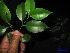  (Garcinia rostrata - XM_0086)  @11 [ ] CreativeCommons - Attribution Non-Commercial Share-Alike (2011) Cam Webb, Endro Setiawan & Hery Yanto Unspecified