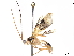  (Triraphis Malaise7075 - BIOUG58035-F04)  @11 [ ] CreativeCommons - Attribution (2020) CBG Photography Group Centre for Biodiversity Genomics