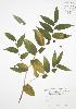  (Streptopus lanceolatus - BAR054)  @11 [ ] Copyright (2009) Unspecified University of Guelph BIO Herbarium