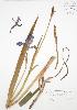  (Iris versicolor - BAR050)  @11 [ ] Copyright (2009) Unspecified University of Guelph BIO Herbarium