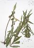  (Solidago - BAR198)  @11 [ ] Copyright (2009) Unspecified University of Guelph BIO Herbarium