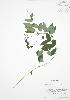  (Lathyrus palustris - BAR032)  @11 [ ] Copyright (2009) Unspecified University of Guelph BIO Herbarium