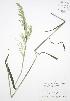  ( - BAR229)  @11 [ ] Copyright (2009) Unspecified University of Guelph BIO Herbarium