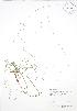  (Carex disperma - BAR250)  @11 [ ] Copyright (2009) Unspecified University of Guelph BIO Herbarium