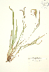  (Carex granularis - JK 016)  @11 [ ] Copyright (2009) Unspecified University of Guelph BIO Herbarium
