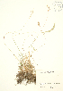 ( - JK 012)  @11 [ ] Copyright (2009) Unspecified University of Guelph BIO Herbarium
