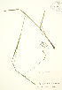  (Carex gracillima - JK 005)  @11 [ ] Copyright (2009) Unspecified University of Guelph BIO Herbarium