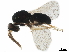  (Galeopsomyia Malaise6963 - BIOUG52669-E11)  @15 [ ] CreativeCommons - Attribution (2020) CBG Photography Group Centre for Biodiversity Genomics