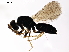  (Galeopsomyia Malaise8886 - BIOUG53018-D01)  @14 [ ] CreativeCommons - Attribution (2020) CBG Photography Group Centre for Biodiversity Genomics